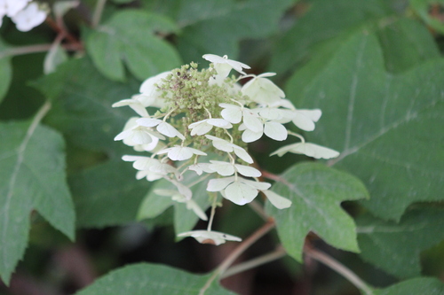 oakleaf hydrangea