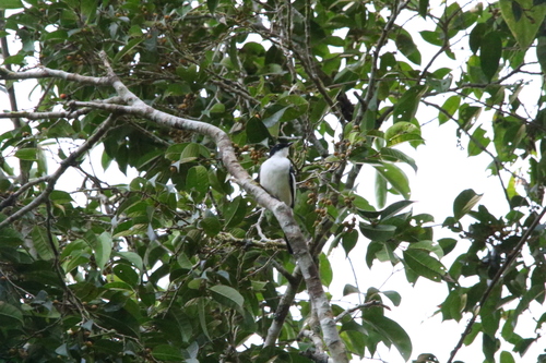 Biak Triller (Lalage leucoptera), photo 5