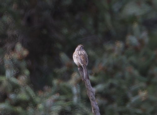 Godlewski's Bunting