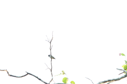 Red-capped Flowerpecker (Dicaeum geelvinkianum), photo 7