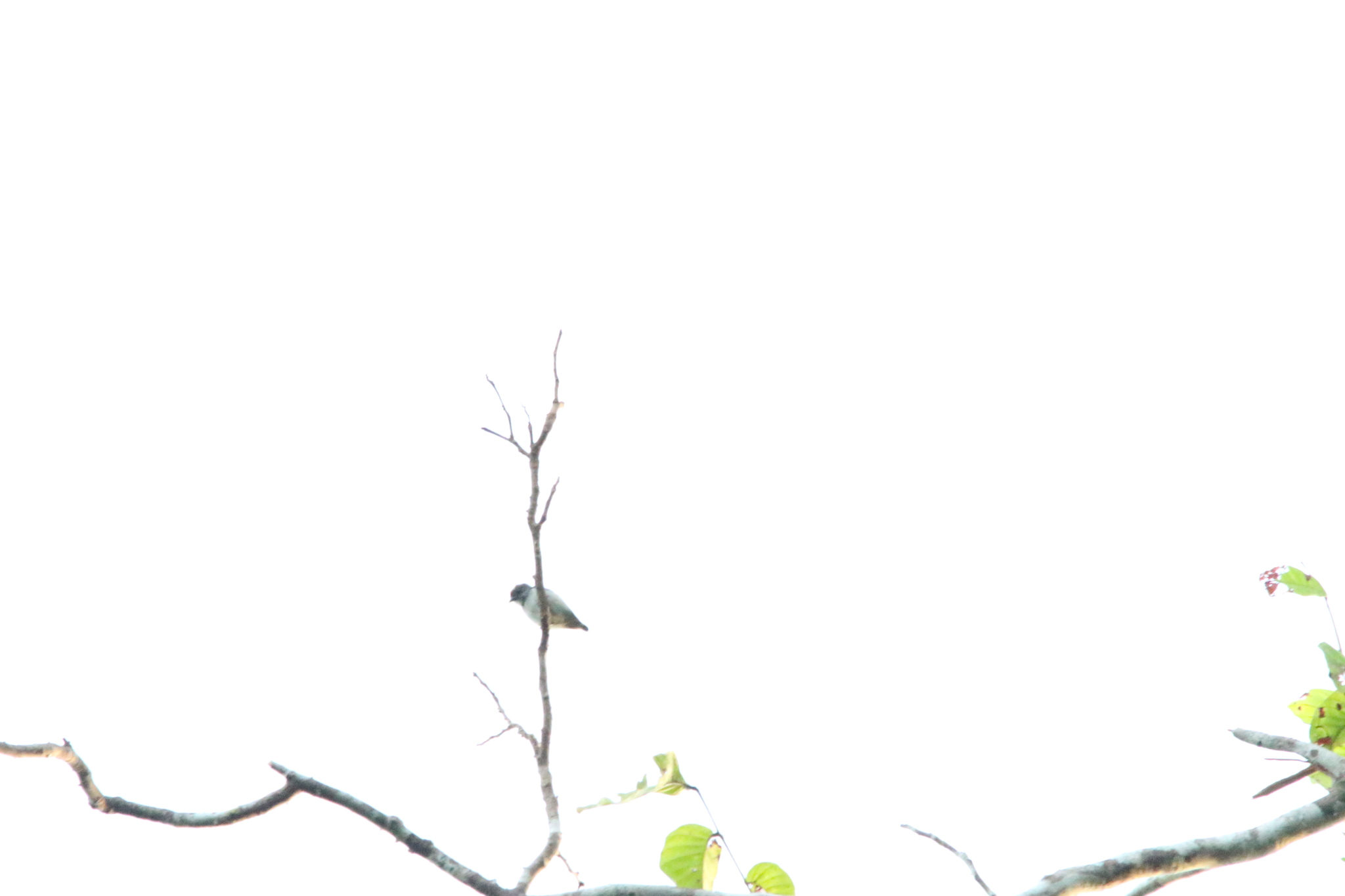 Red-capped Flowerpecker (Dicaeum geelvinkianum), photo 5