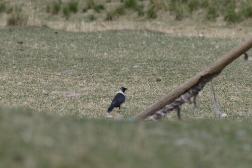 Daurian Jackdaw