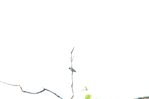 Red-capped Flowerpecker (Dicaeum geelvinkianum), photo 8