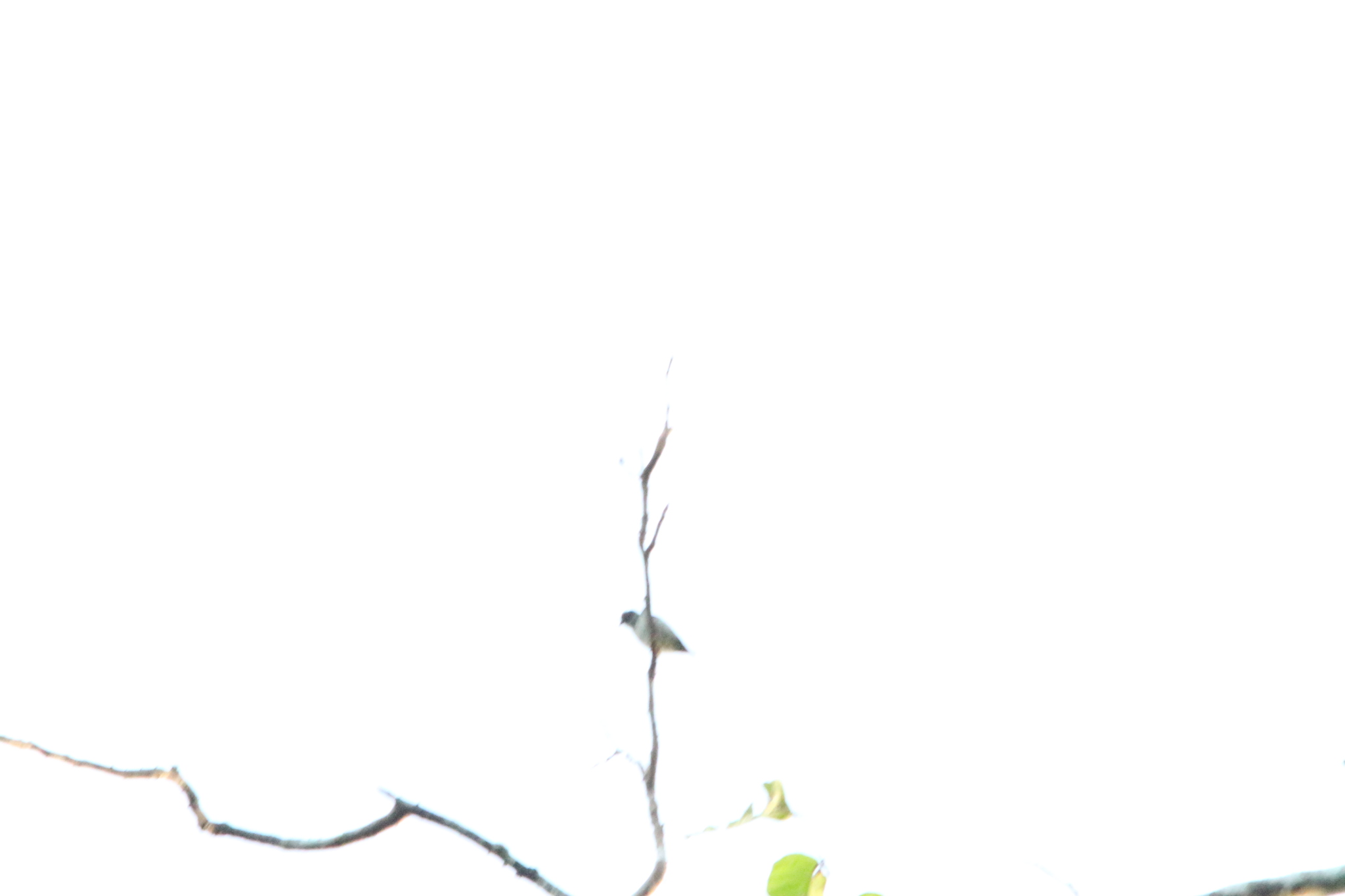 Red-capped Flowerpecker (Dicaeum geelvinkianum), photo 6