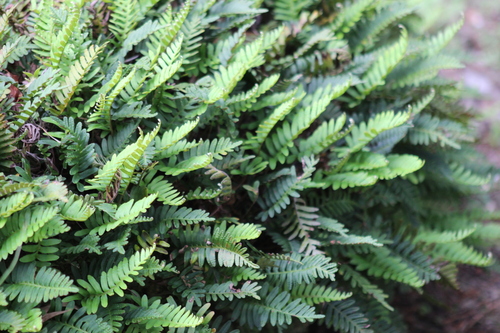 resurrection fern