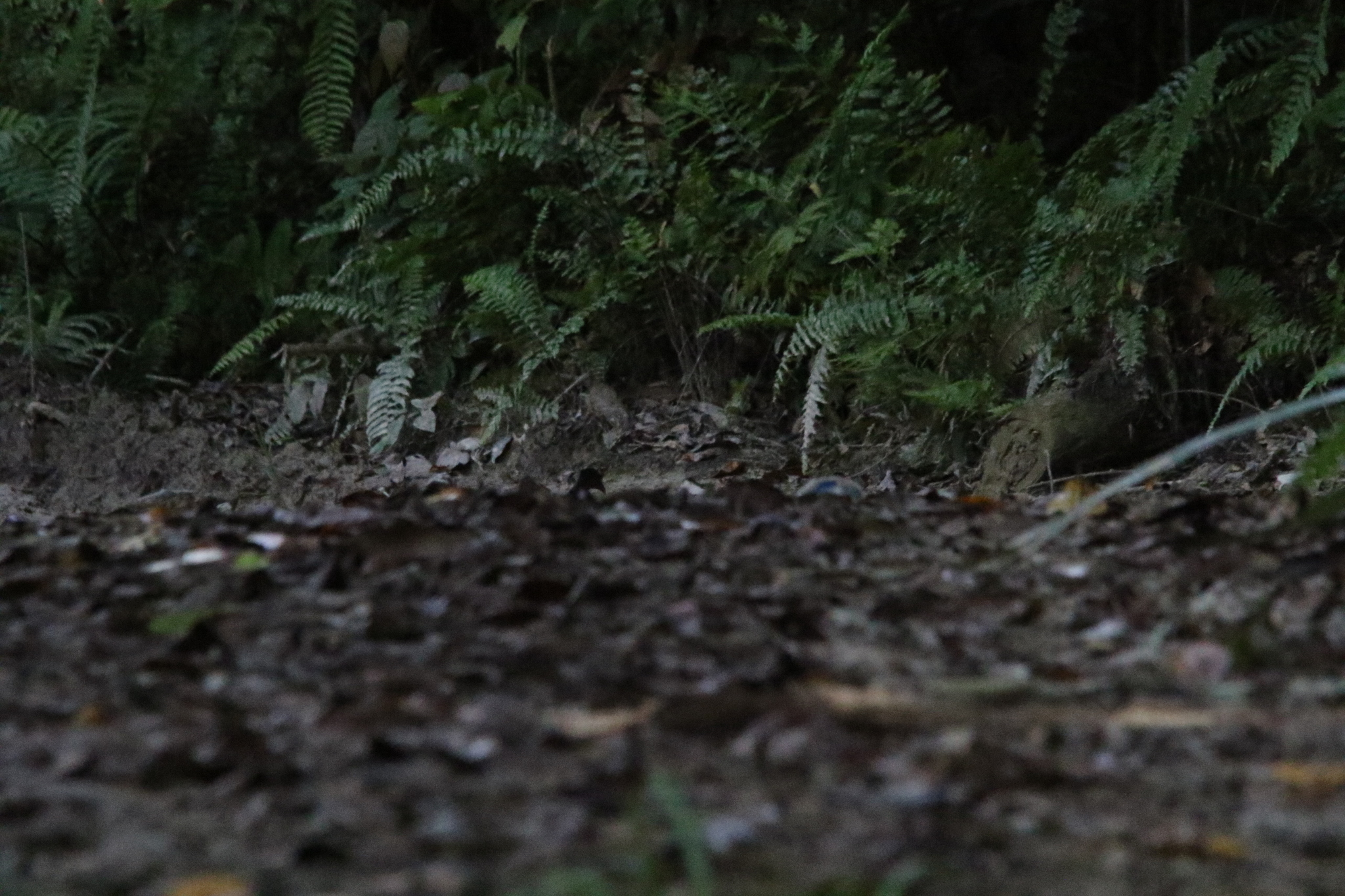 Biak Scrubfowl (Megapodius geelvinkianus), photo 3