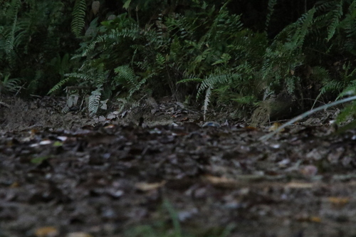 Biak Scrubfowl (Megapodius geelvinkianus), photo 6