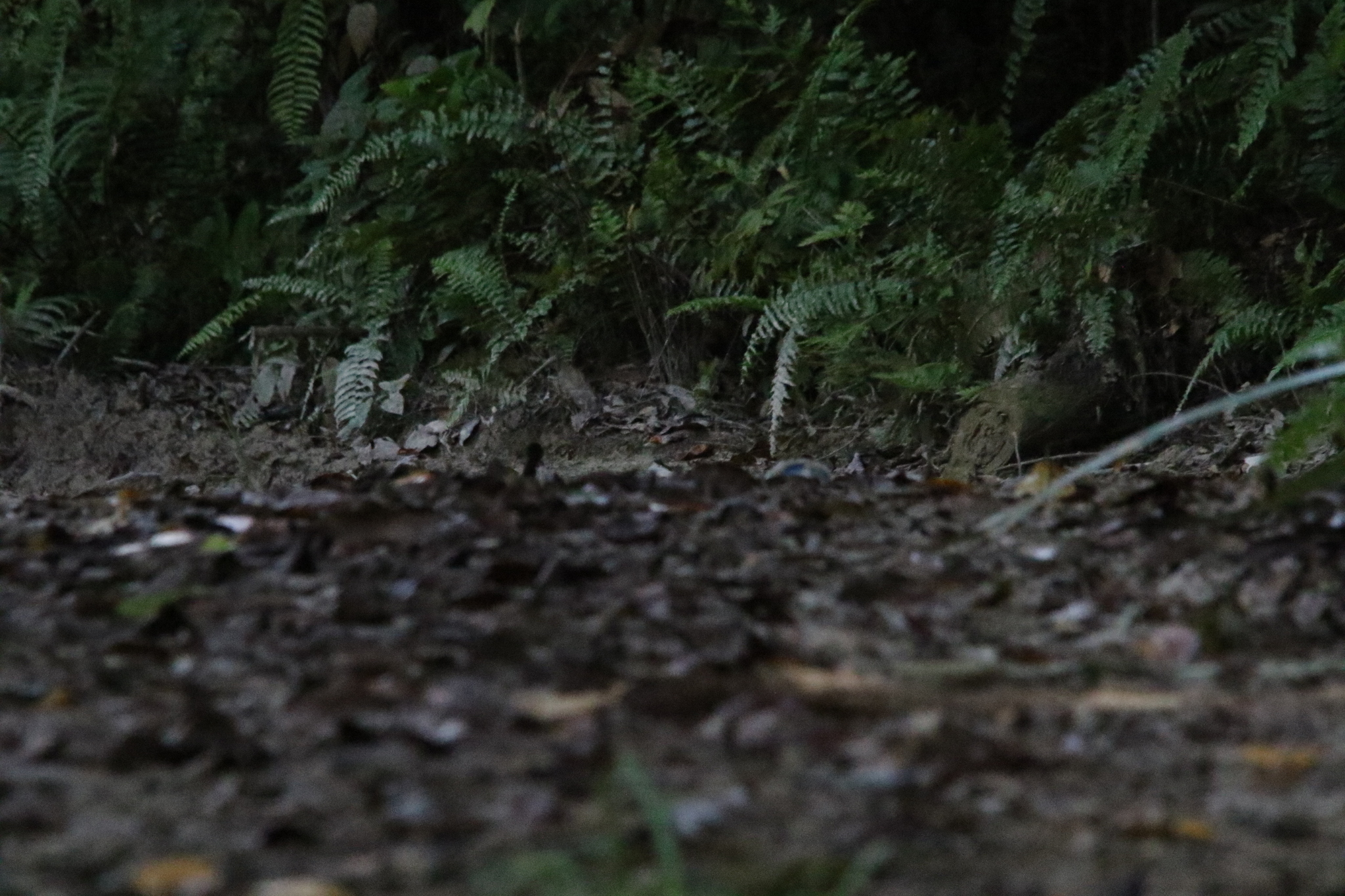 Biak Scrubfowl (Megapodius geelvinkianus), photo 4