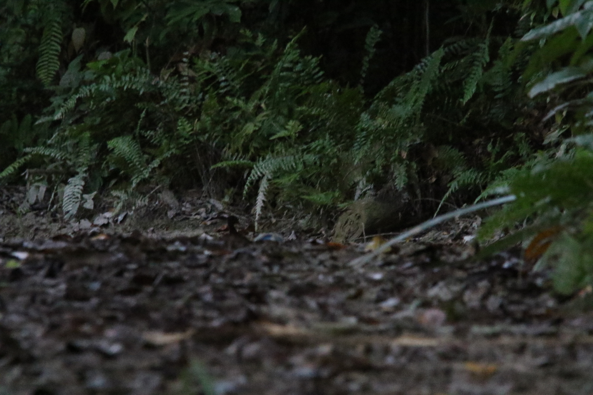 Biak Scrubfowl (Megapodius geelvinkianus), photo 5