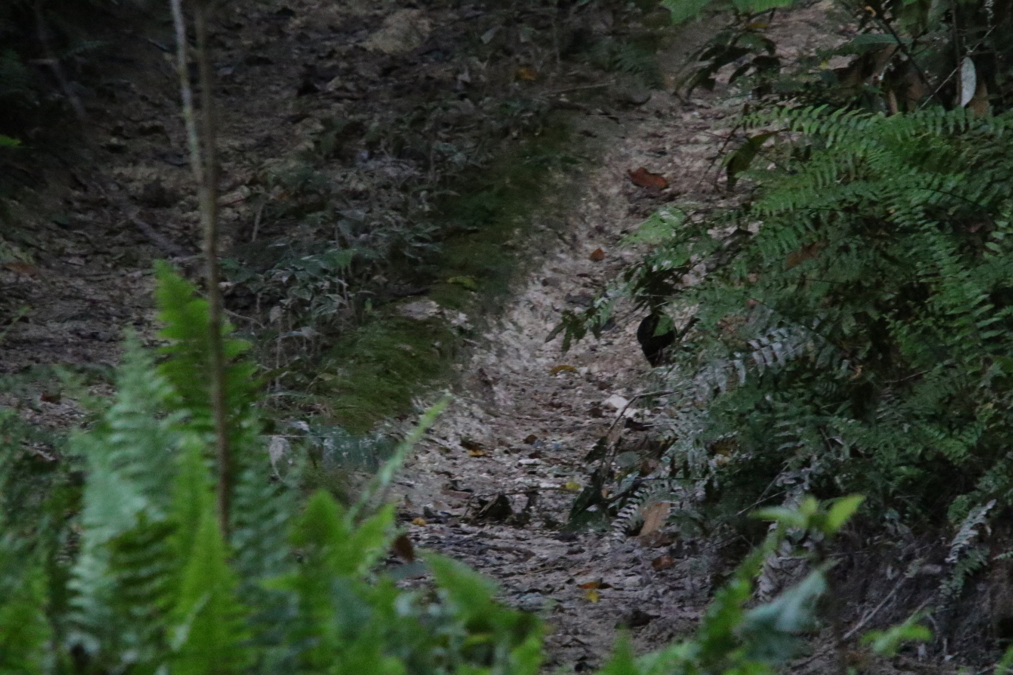 Biak Scrubfowl (Megapodius geelvinkianus), photo 2