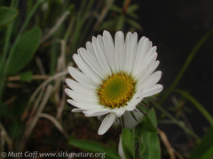 Erigeron peregrinus