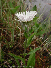Erigeron peregrinus