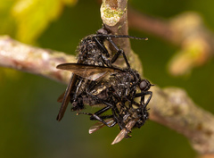 Empis ciliata