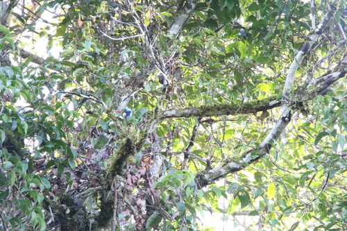Biak Paradise Kingfisher (Tanysiptera riedelii)