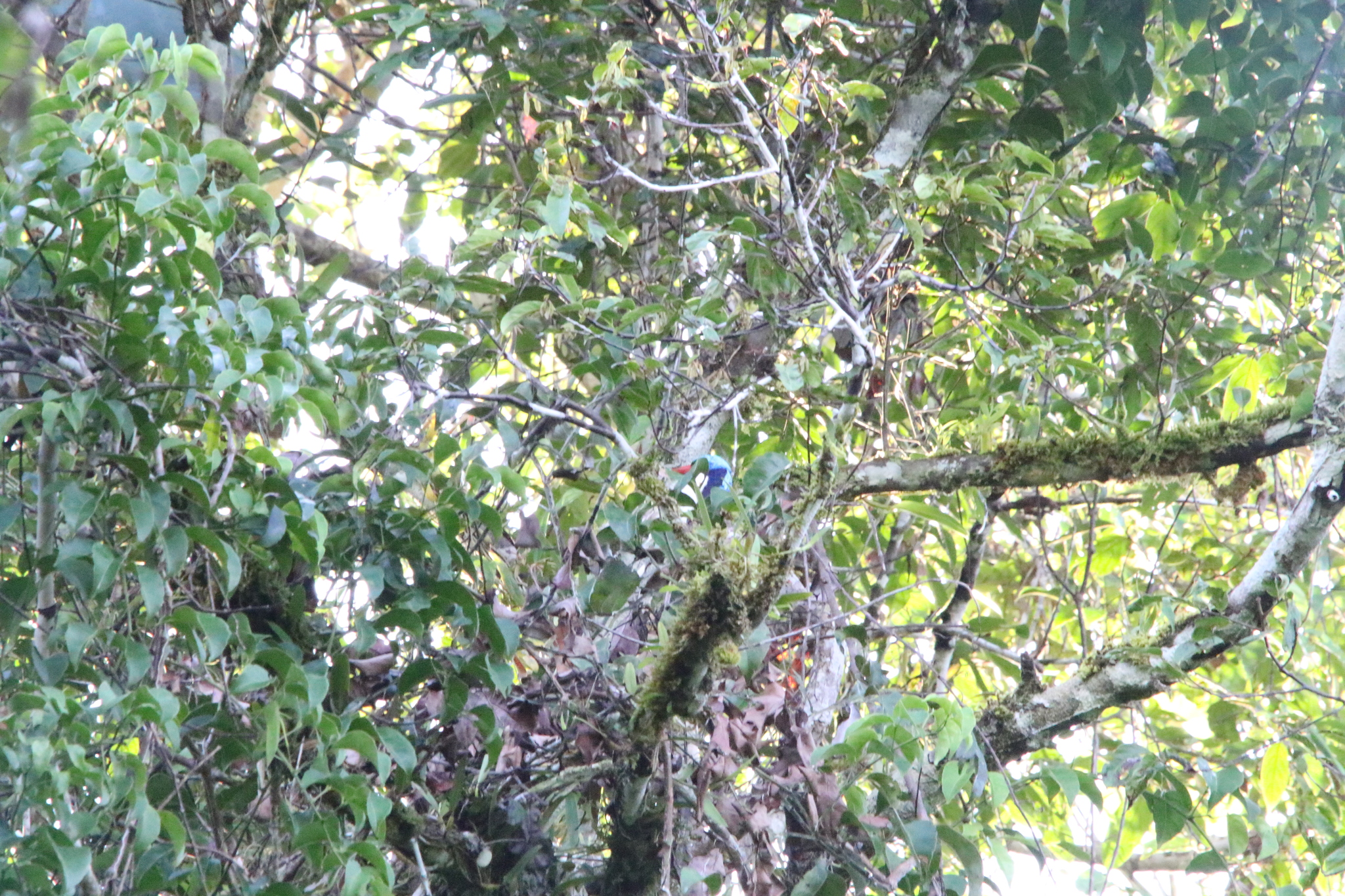 Biak Paradise Kingfisher (Tanysiptera riedelii), photo 2