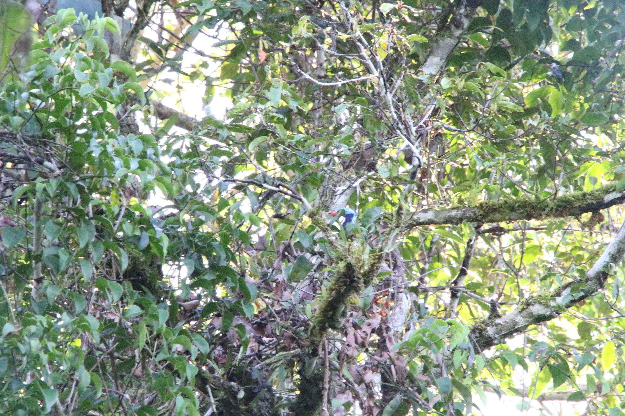 Biak Paradise Kingfisher (Tanysiptera riedelii), photo 3