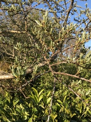 Hippophae