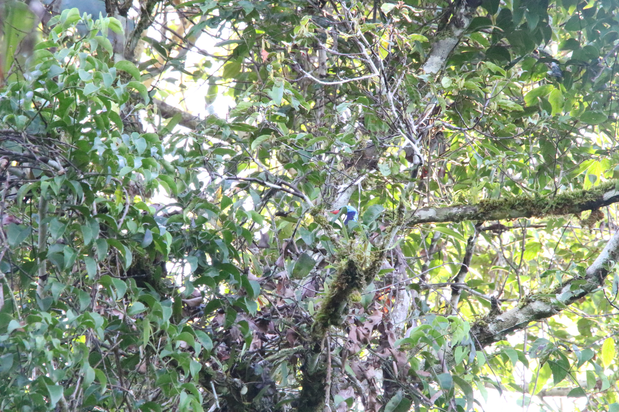 Biak Paradise Kingfisher (Tanysiptera riedelii), photo 4