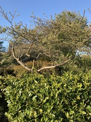 Hippophae