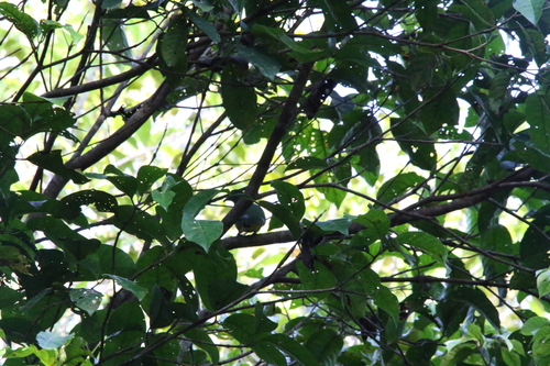 Ptilinopus solomonensis, 2025-12-15