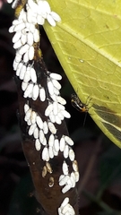 Horciasinus signoreti