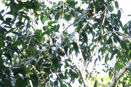 Black-winged Lory (Trichoglossus cyanogenius), photo 4