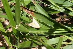 Marimatha nigrofimbria