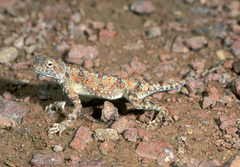 Phrynocephalus helioscopus