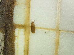 Paralithosia shaowuica