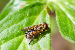 Parhelophilus flavifacies