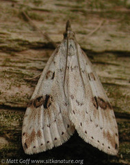 Udea washingtonalis