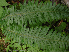 Polystichum setigerum