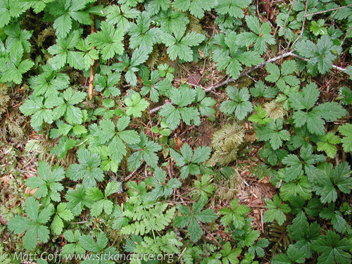 Five-leaf Dwarf Bramble