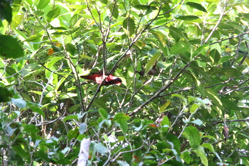 Black-winged Lory (Trichoglossus cyanogenius), photo 5