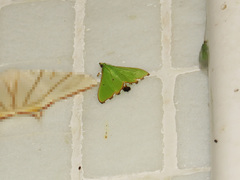 Parotis punctiferalis