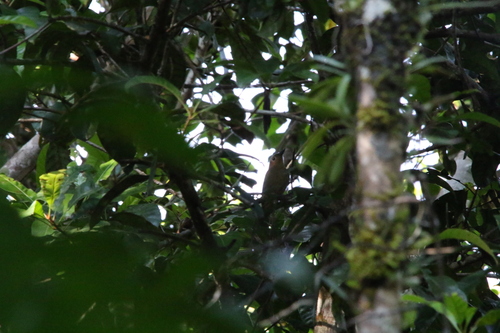 Biak Whistler (Pachycephala melanorhyncha), photo 3