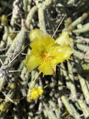 Cylindropuntia tesajo