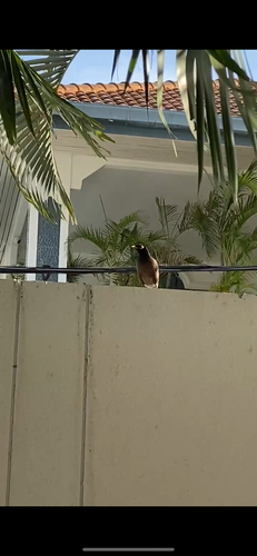 Common Myna