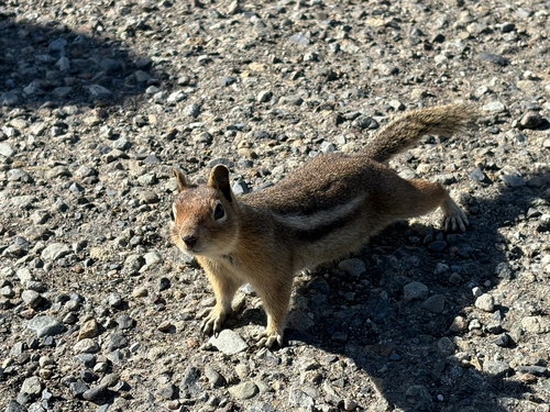 Cascade Golden-mantled Ground Squirrel observed by chocophile