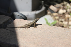 Sceloporus occidentalis
