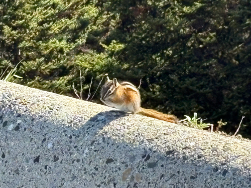 Yellow-pine Chipmunk observed by chocophile