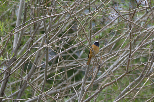 Hodgson's Redstart