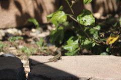 Sceloporus occidentalis