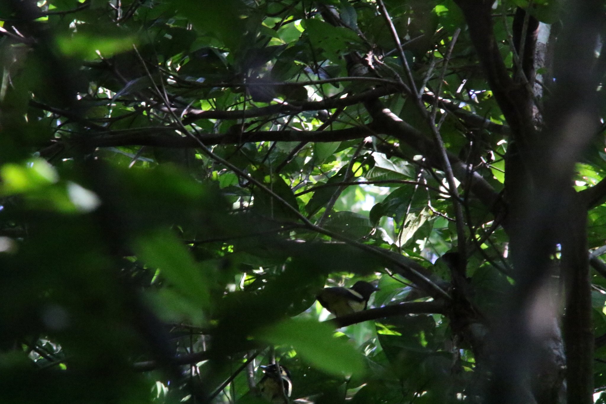 Biak Monarch (Symposiachrus brehmii), photo 6
