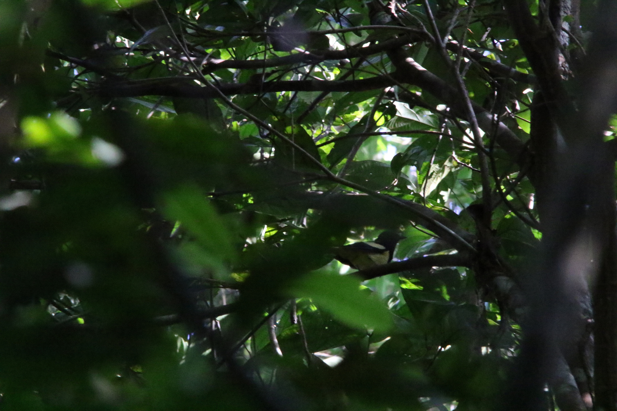 Biak Monarch (Symposiachrus brehmii), photo 7