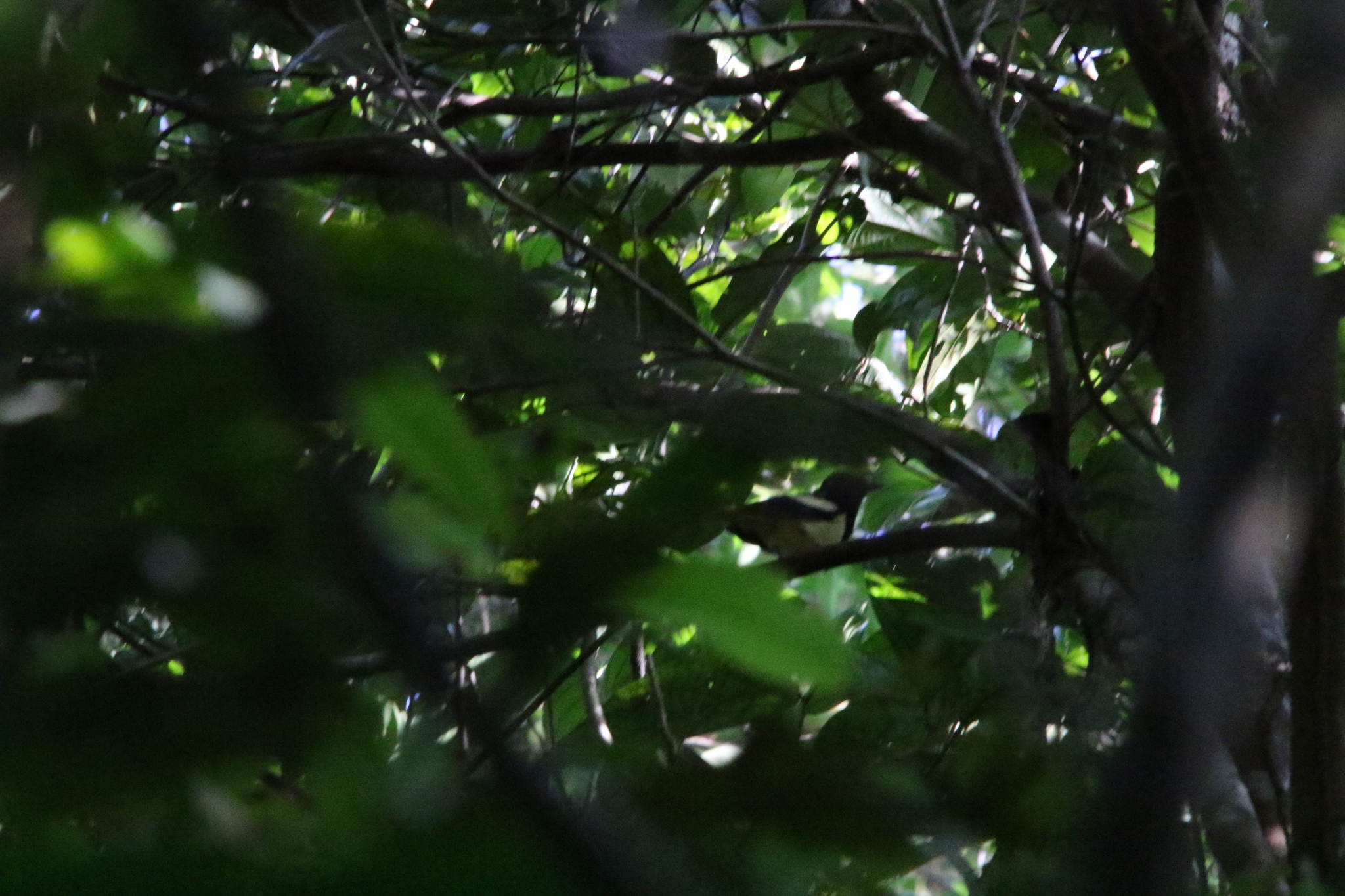 Biak Monarch (Symposiachrus brehmii), photo 8