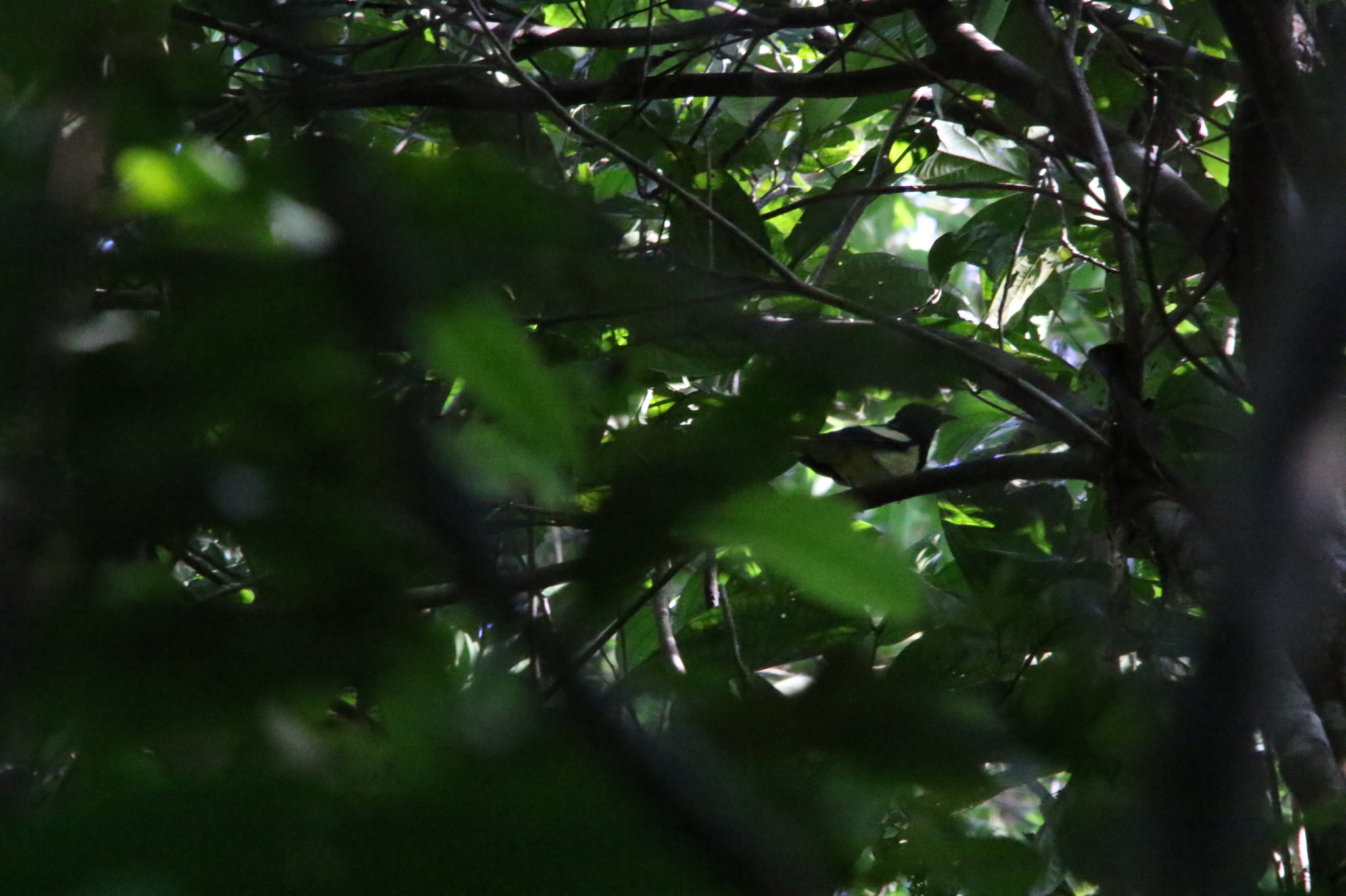 Biak Monarch (Symposiachrus brehmii), photo 9