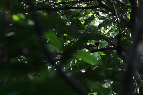 Biak Monarch (Symposiachrus brehmii), photo 2