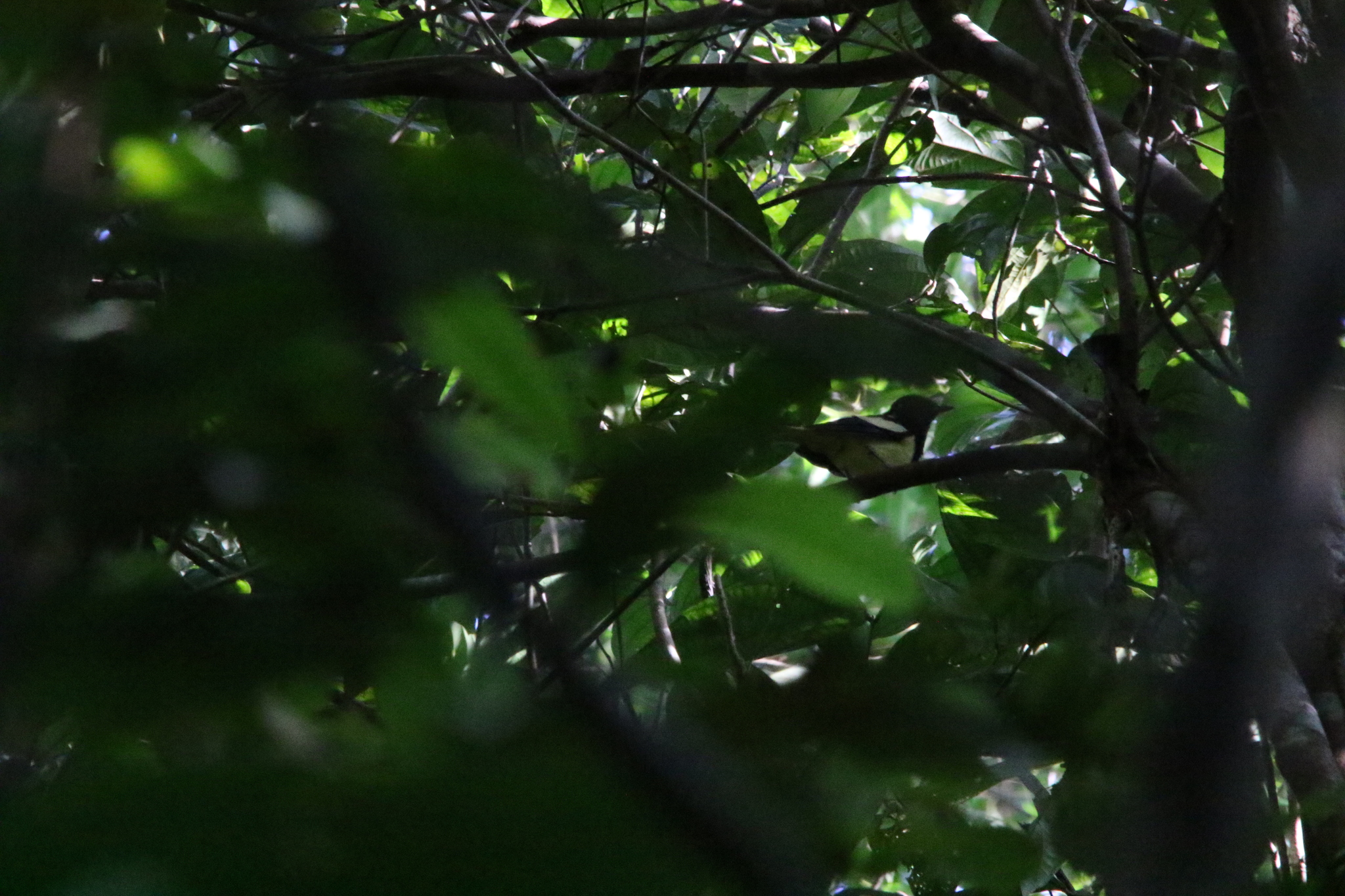 Biak Monarch (Symposiachrus brehmii), photo 2
