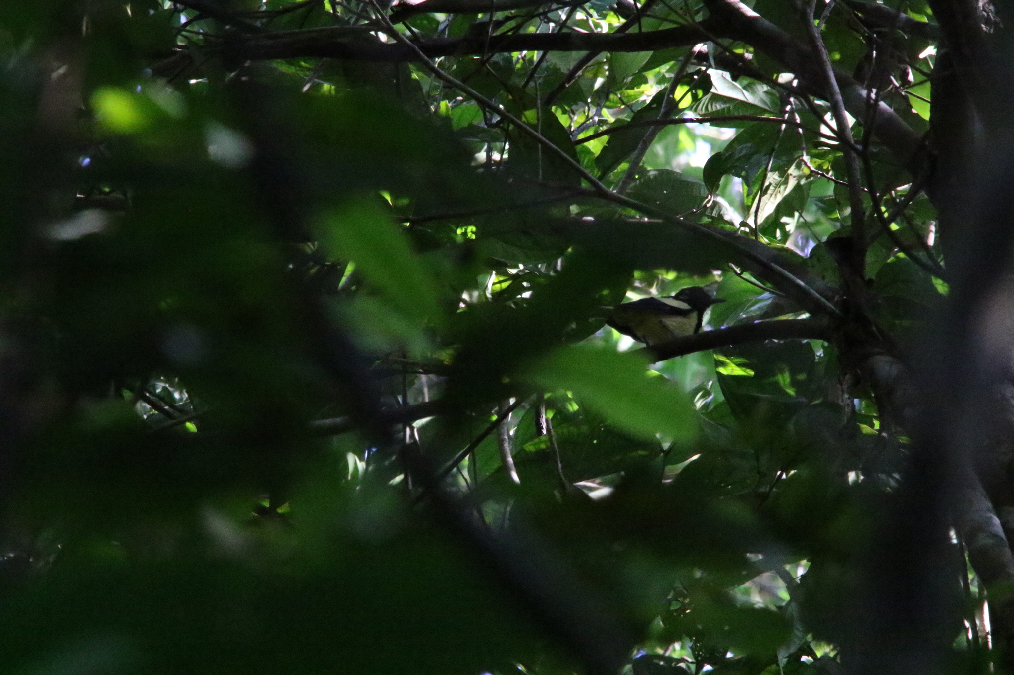 Biak Monarch (Symposiachrus brehmii), photo 3